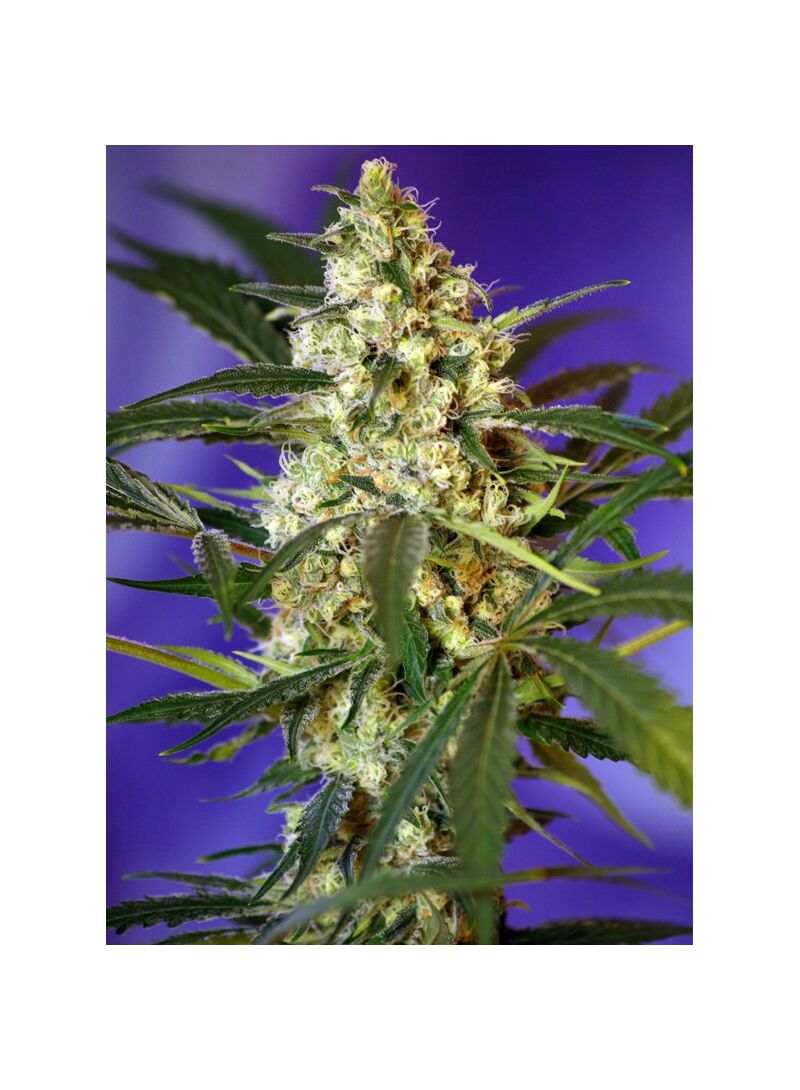 Fast Bud Auto, Фасовка: 3+1